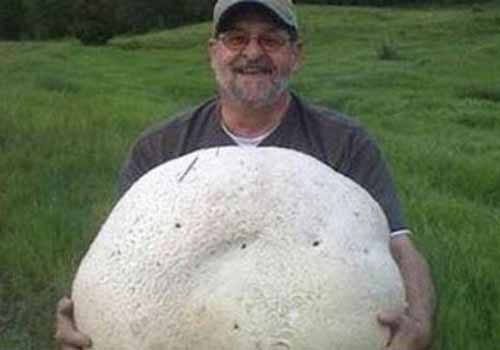 На фото самый большой съедобный гриб на Земле