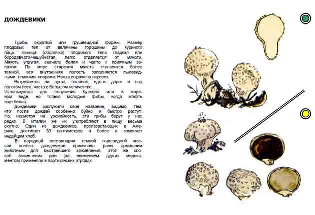 Описание грибов-дождевиков в общих чертах с энциклопедии