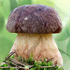 Белый гриб описание с фотографиями и картинками