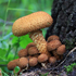 гриб чешуйчатка чешуйчатая и золотистая в природе описание