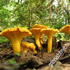 гриб лисичка настоящая жёлтая описание с фото и картинками