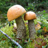 Подосиновик виды, фото, описания грибов в картинках