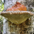 гриб трутовик фото и описание