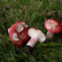 Сыроежки грибы описание с фотографиями и картинками