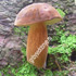 Польский гриб описание с фото и картинками