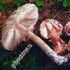 гриб-зонтик краснеющий описание фото,картинки