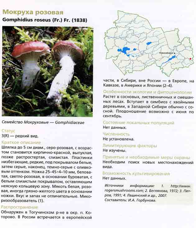 Страничка из Красной книги Новосибирской области с описанием мокрухи розовой