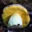 Желтожебрик (полубелый гриб, боровик жёлтый)