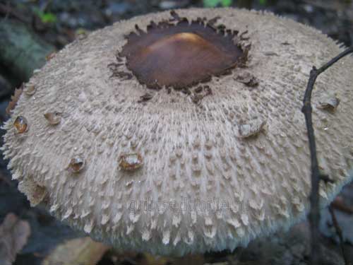 У пёстрого зонтика едят только шляпки гриба, которые считаются деликатесным продуктом, который едят сырым. Ножки у гриба съедобные, но волокнистые и жёсткие.