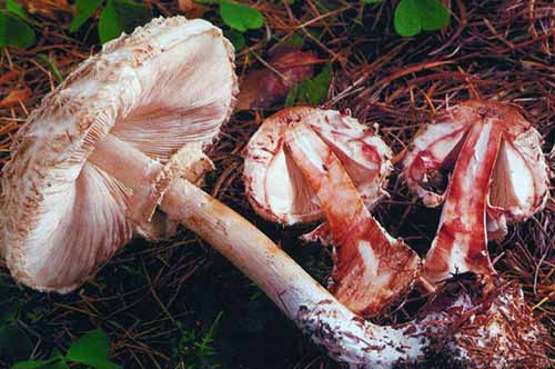 Фотография гриба-зонтика краснеющего в разрезе