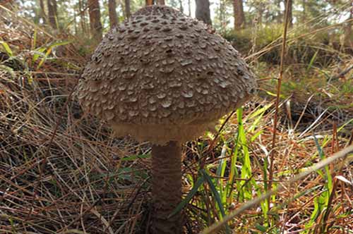 Зонтик краснеющий (Macrolepiota rhacodes) / Съедобные грибы, ягоды, травы