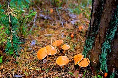 Группа грибов козляков под сосной