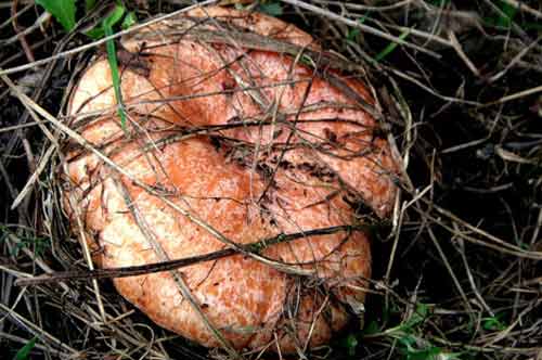 Рыжики самые лучшие из грибов для засолки