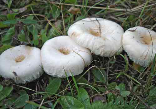 Яркая семейка грибов волнушек белых
