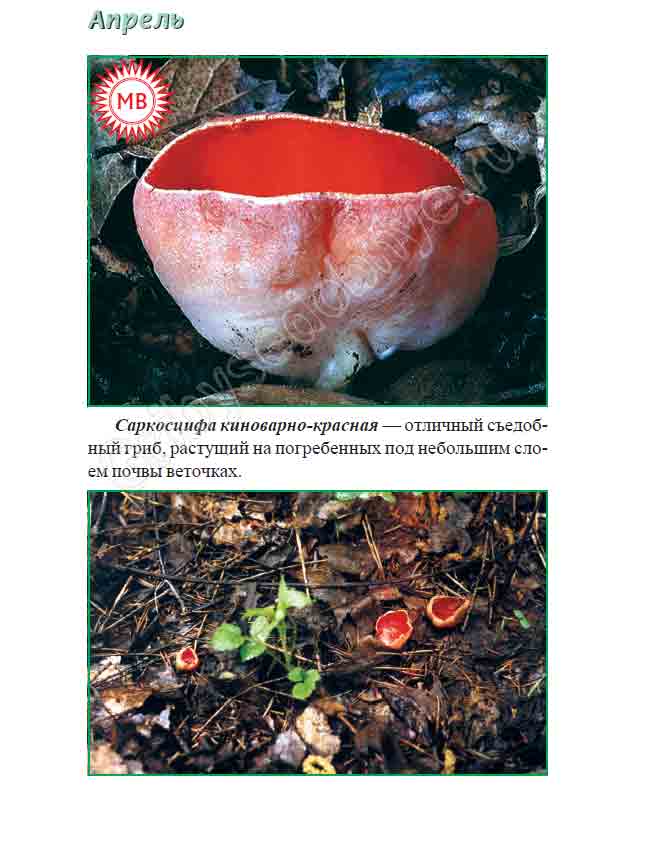 Саркосиифа киноварно-красная - отличный съедобный гриб, который можно повстречать в середине весны
