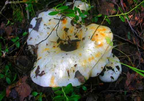 Уже переросший, но всё таки великолепный гриб белый груздь и выглядывающее молодое потомство