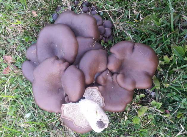 Кучи грибов в октябре