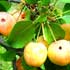 Яблоня (дичка) где растёт лесная яблонька, когда созревают яблочки, как эти яблочки перерабатывают