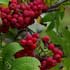 Рябина обыкновенная с красными плодами описание, картинки, где произрастает, когда зреют ягоды, что можно приготовть из рябины красной