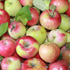 Как сохранить яблоками свежими в течении всей зимы