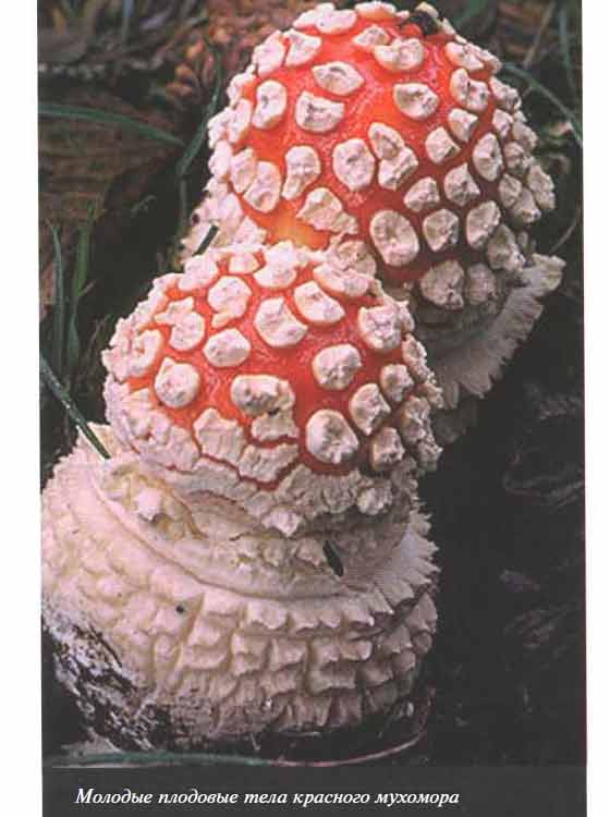 Молодой ядовитый гриб красный мухомор
