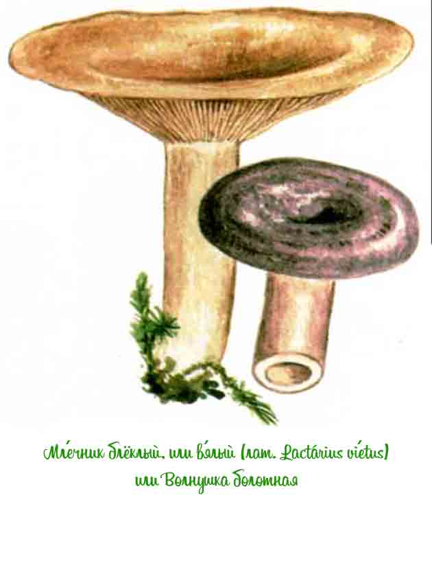 Картинка с изображением волнушки болотной