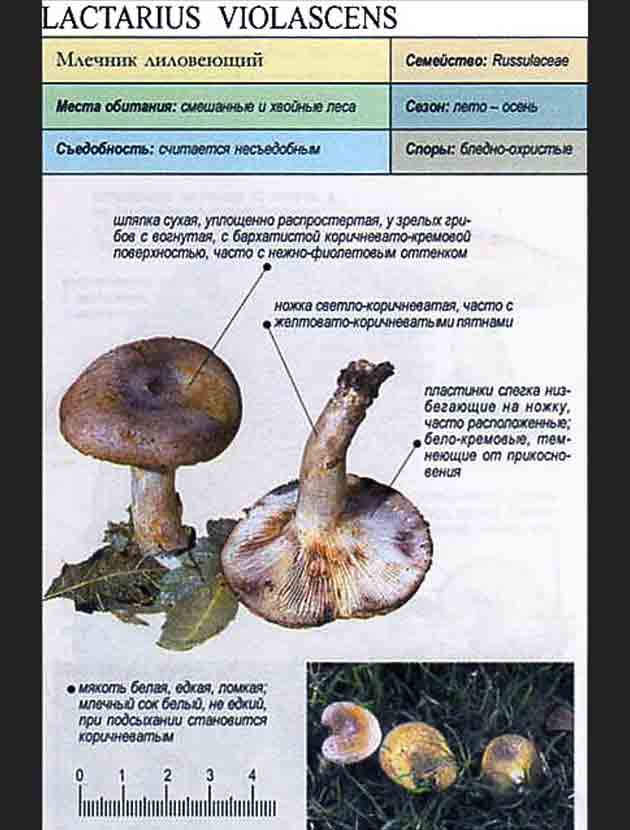 Описание млечника лиловеющего из грибных справочников