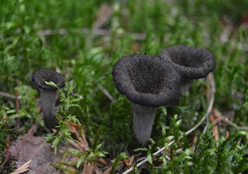 Фотографии гриба лисички чёрной или вороночника