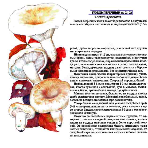 Картинка с изображением груздя перечного и описание гриба