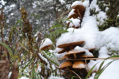 Наступила зима - самое время идти за грибами