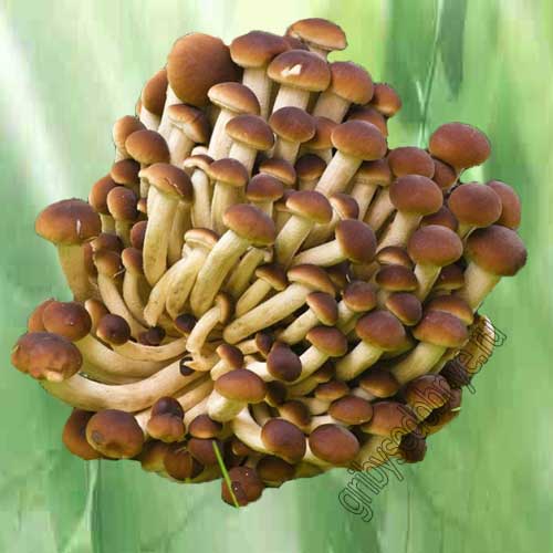 Выращивание грибов опят Агроцибе или тополиных опят в домашних условиях /  Съедобные грибы, ягоды, травы