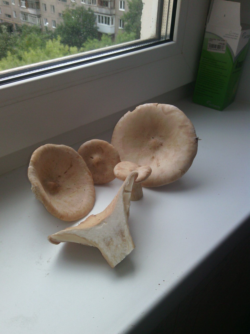 Здравствуйте, пожалуйста подскажите что это за грибы?