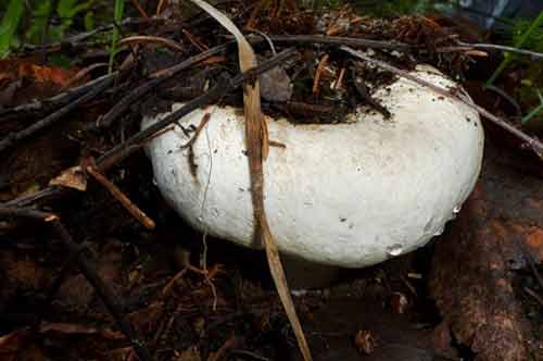 Спрятавшийся гриб-подгруздок белый