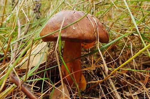 Польский гриб или моховик каштановый