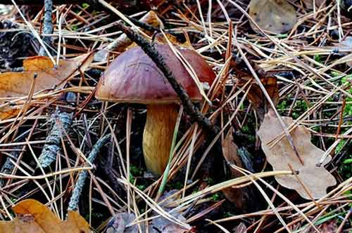 Польский гриб в сосновом лесу среди хвоинок