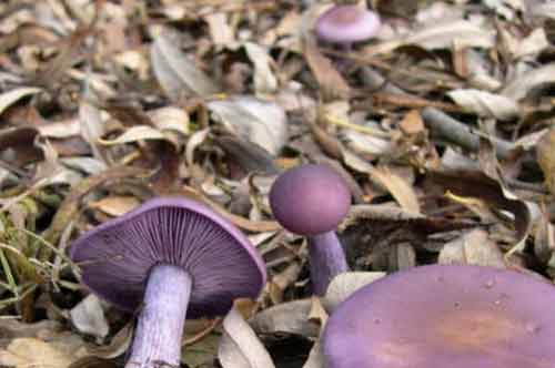 Грибы рядовки фиолетовые в лесу