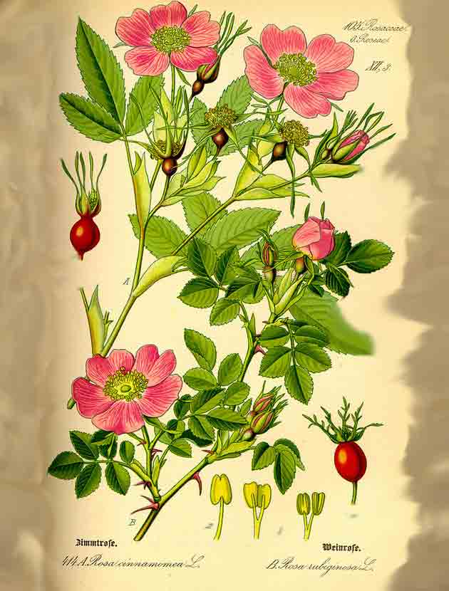 Картинка с изображением ботанического описания шиповника