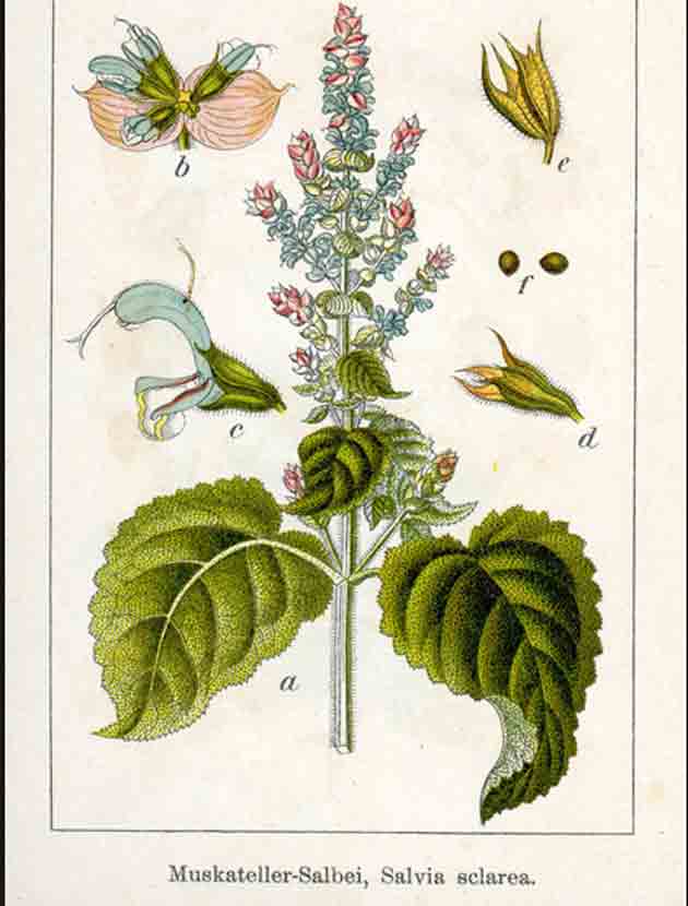 Ботаническое описание шалфея