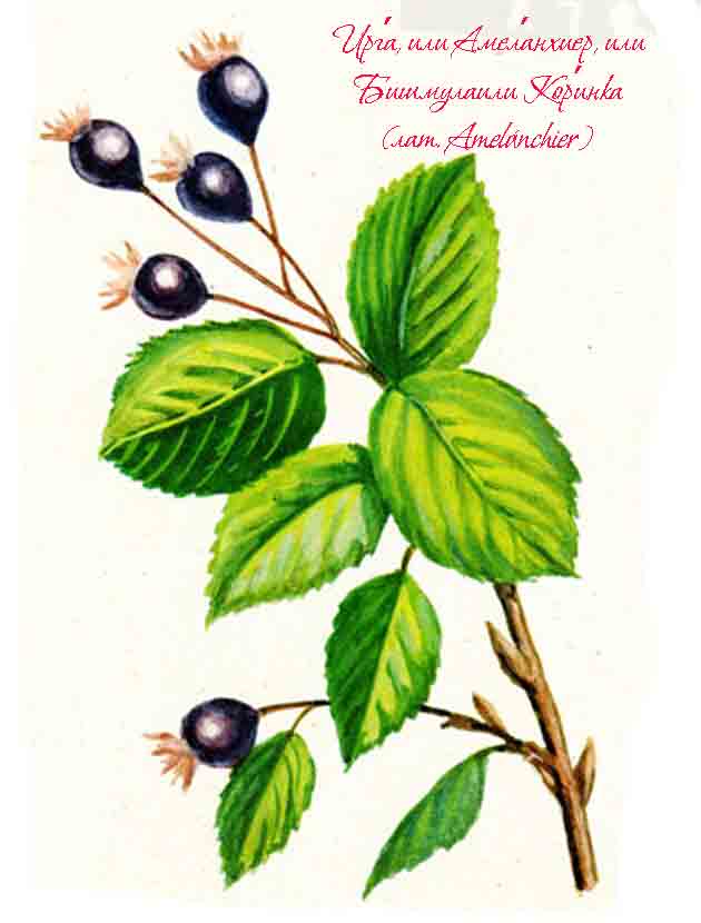 Рисунок с изображением веточки иргы со спелыми ягодами