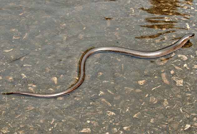 Фотография неядовитой змеи медянки, плывущей по воде