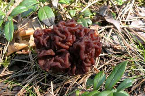На фото Строчок обыкновенный - условно съедобный гриб, растущий весной