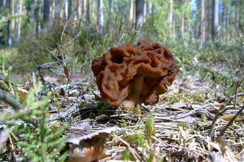 Строчок один из первых весенних грибов, вырастающий в апреле