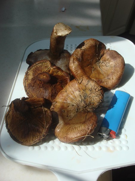 Помогите,пожалуйста, определить грибы,которые выросли у нас сейчас на даче на газоне под деревьями после обильного полива.Запах грибной,цвет на срезе не меняется,коричневый.
