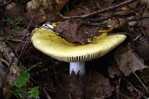 Фотография взрослого гриба сыроежки жёлтой