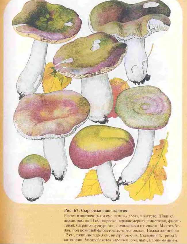 Один из вариантов описания гриба сыроежки сине-жёлтой
