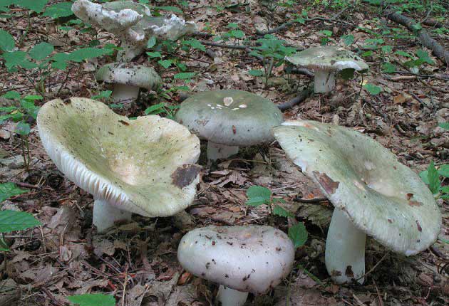 Фотография группы растущих грибов сыроежек сине-жёлтых