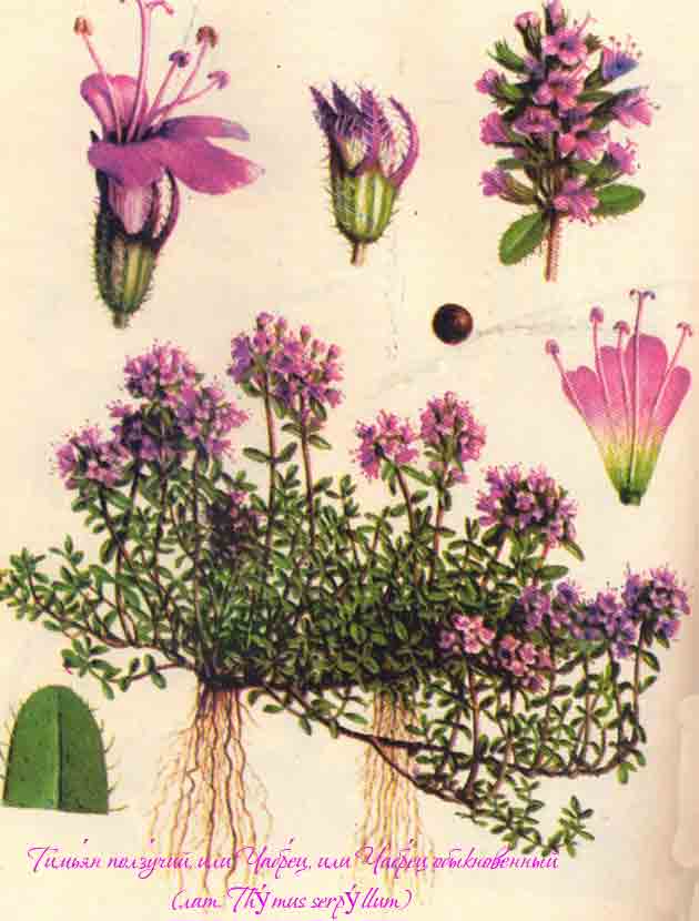 Ботаническая иллюстрация тимьяна ползучего