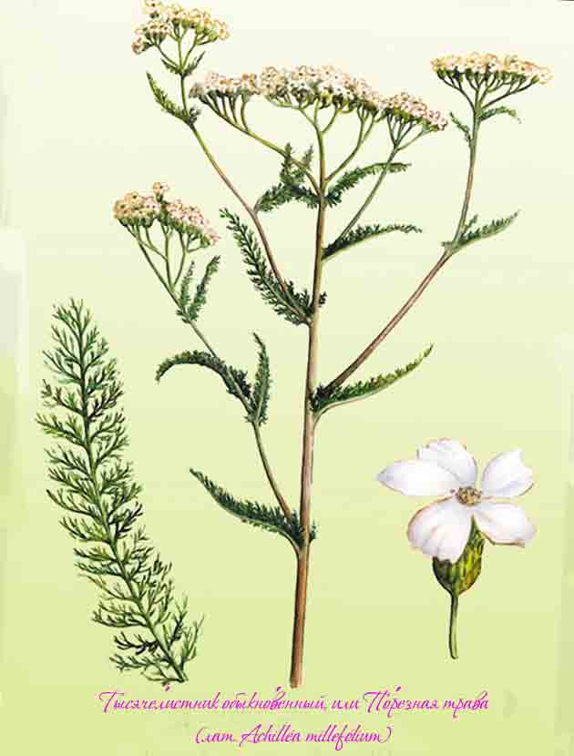 Ботаническая иллюстрация лекарственного растения