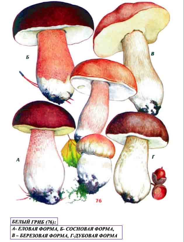 Картинка с белыми грибами еловой, сосновой, берёзовой и дубовой формой