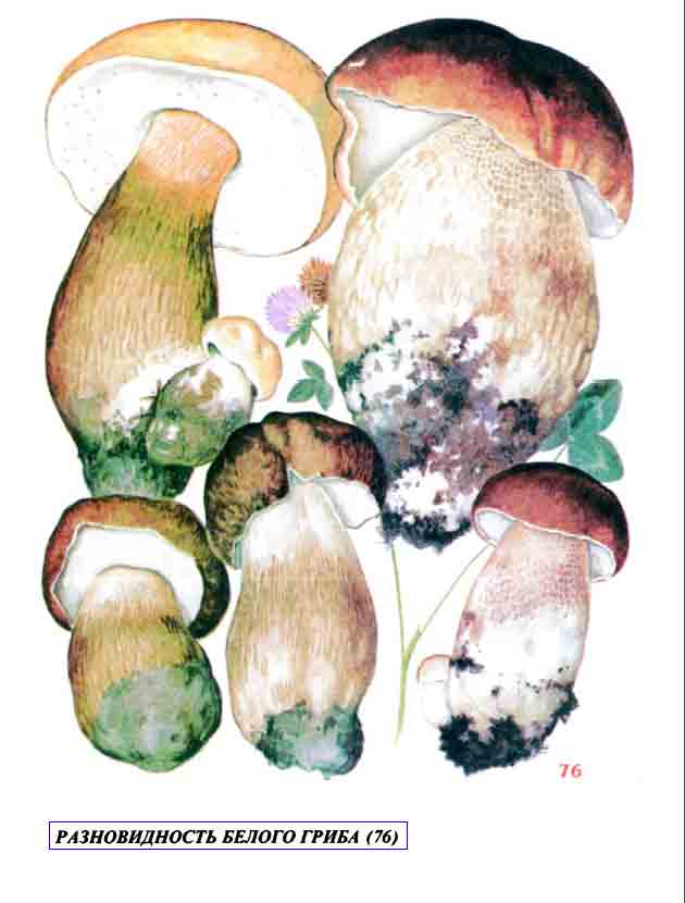 На картинке один из разновидностей белого гриба